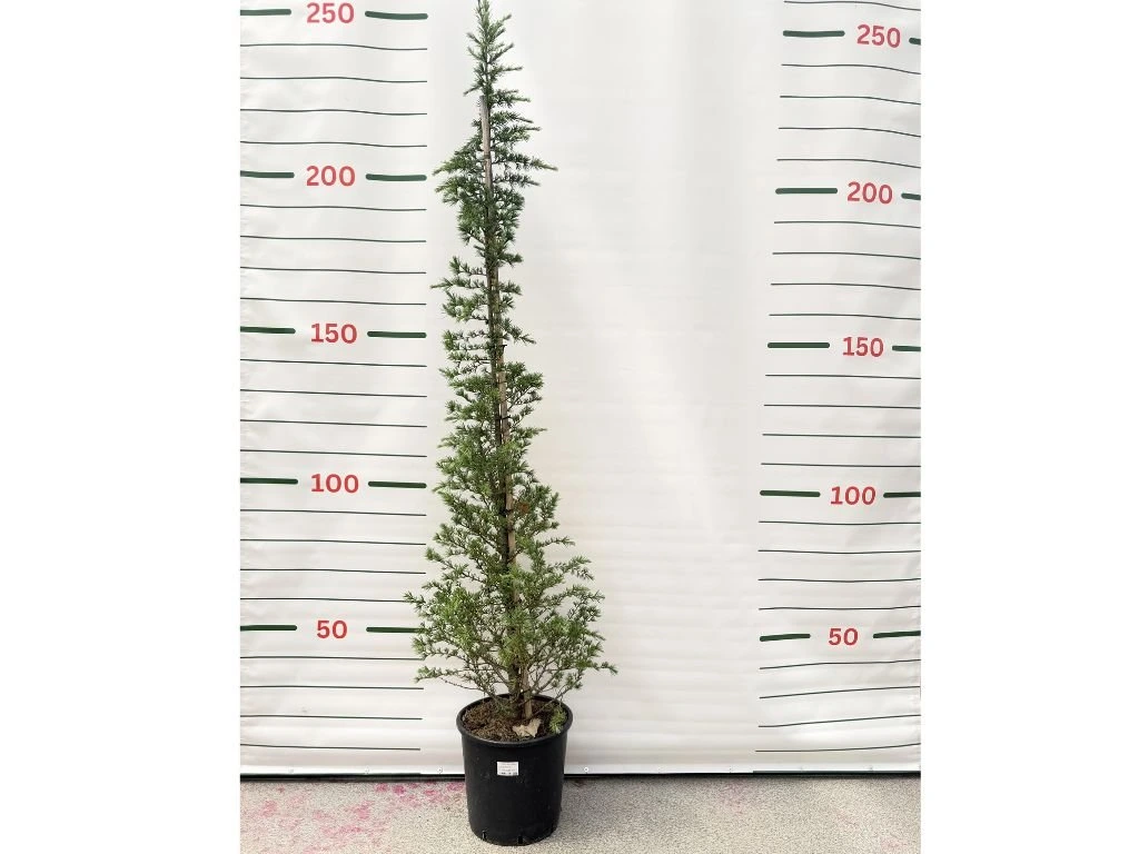 Cedr himálajský Bush Electra, výška 160–200 cm, květináč 25 l