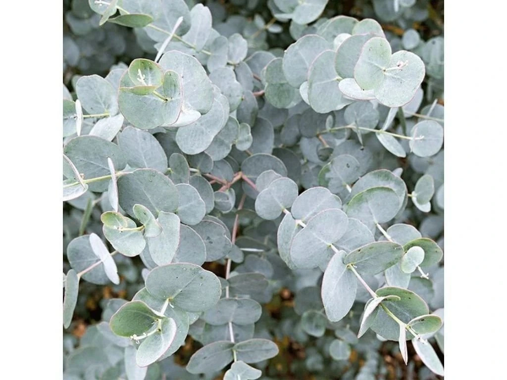 Eukalyptus Gunnii, výška 150–200 cm, květináč 18 l