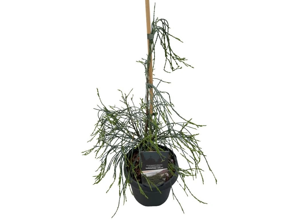 Cypřišek Lawsonův Drooping Solo, výška 40–50 cm, květináč 19 cm
