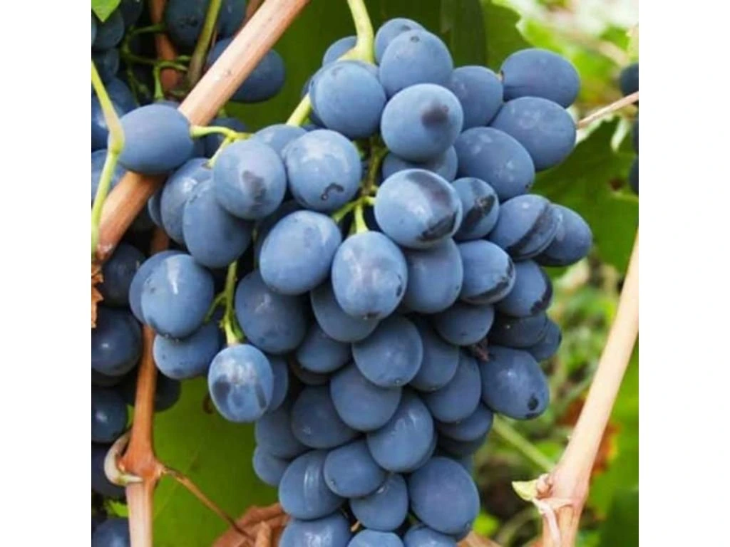 Réva vinná stolní Moldova, vyvázaná, výška 150–175 cm, květináč 5 l
