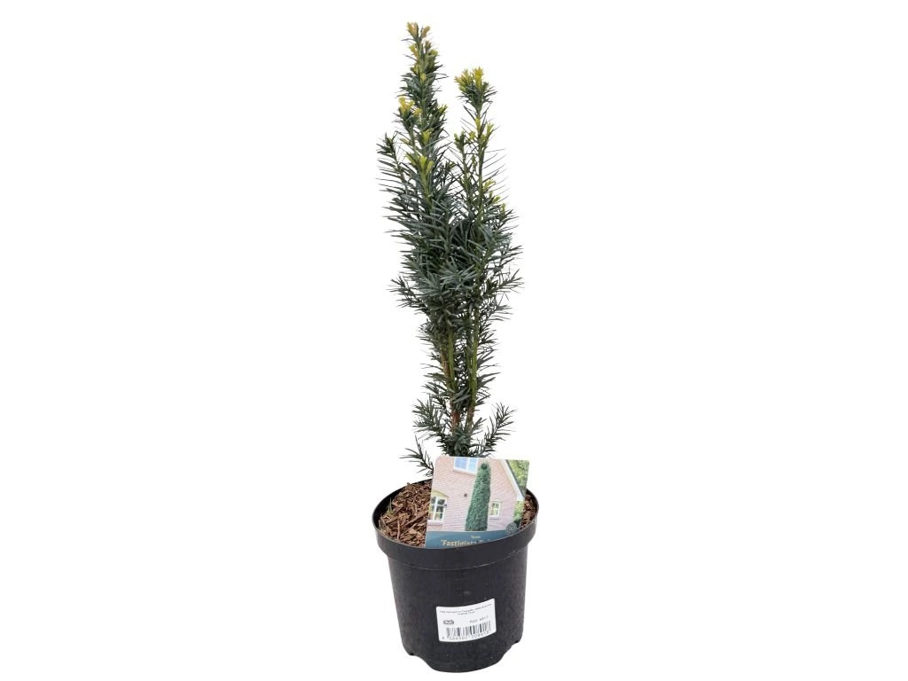 Tis japonský Harringtonův Fastigiata, výška 50–60 cm, květináč 19 cm