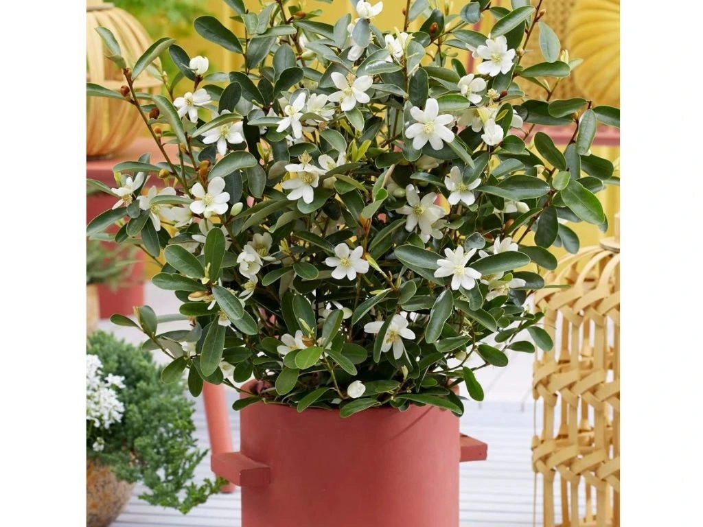 Magnólie velkokvětá Vanilla Pearls, výška 80–100 cm, květináč 19 cm
