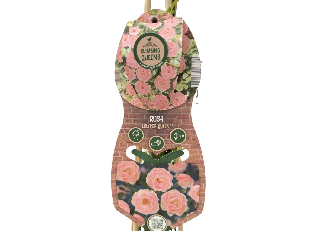 Růže popínavá Lolypop Queen, výška 50–60 cm, květináč 1,5 l