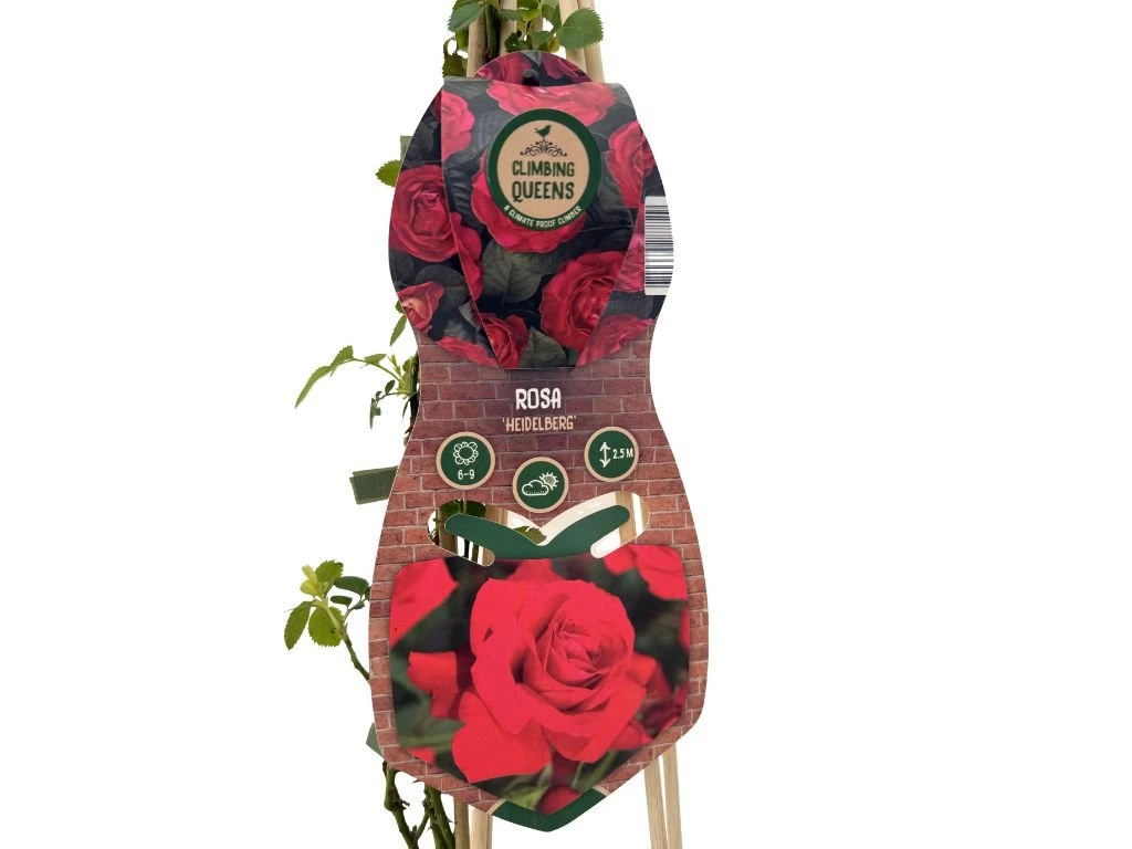 Růže popínavá Heidelberg, výška 50–60 cm, květináč 1,5 l