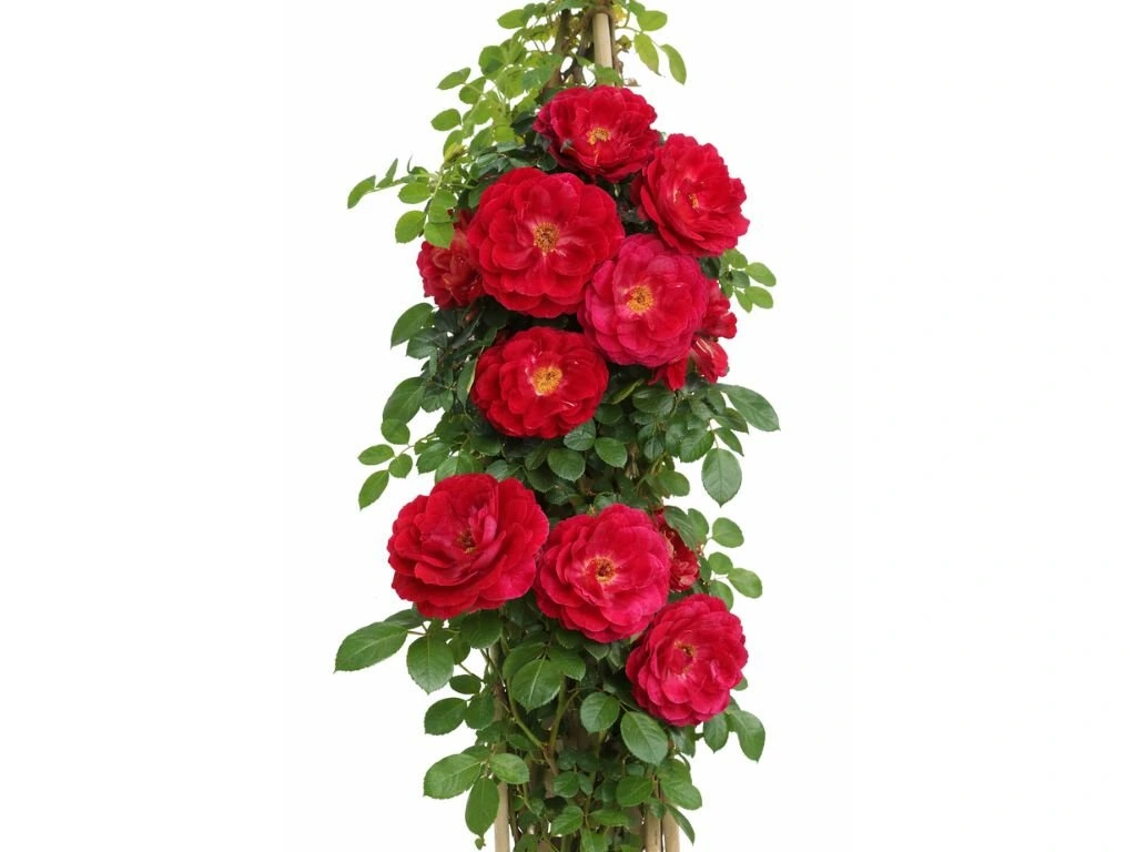 Růže popínavá Ruby Queen, výška 50–60 cm, květináč 1,5 l
