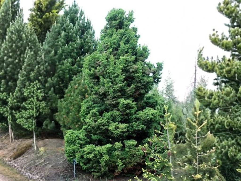 Kryptomerie japonská Jindai, výška 60–80 cm, květináč 23 cm