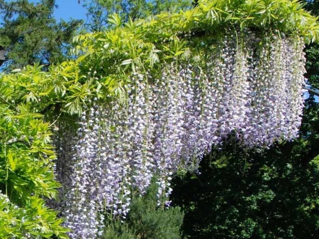 Vistárie květnatá Naga Noda, výška 50–70 cm, květináč 15 cm