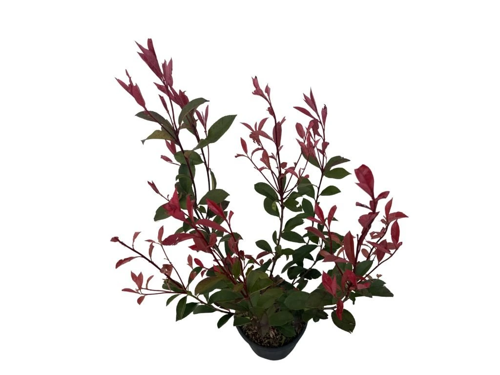 Blýskavka Fraserova Robusta Compact, výška 60–100 cm, květináč 3 l