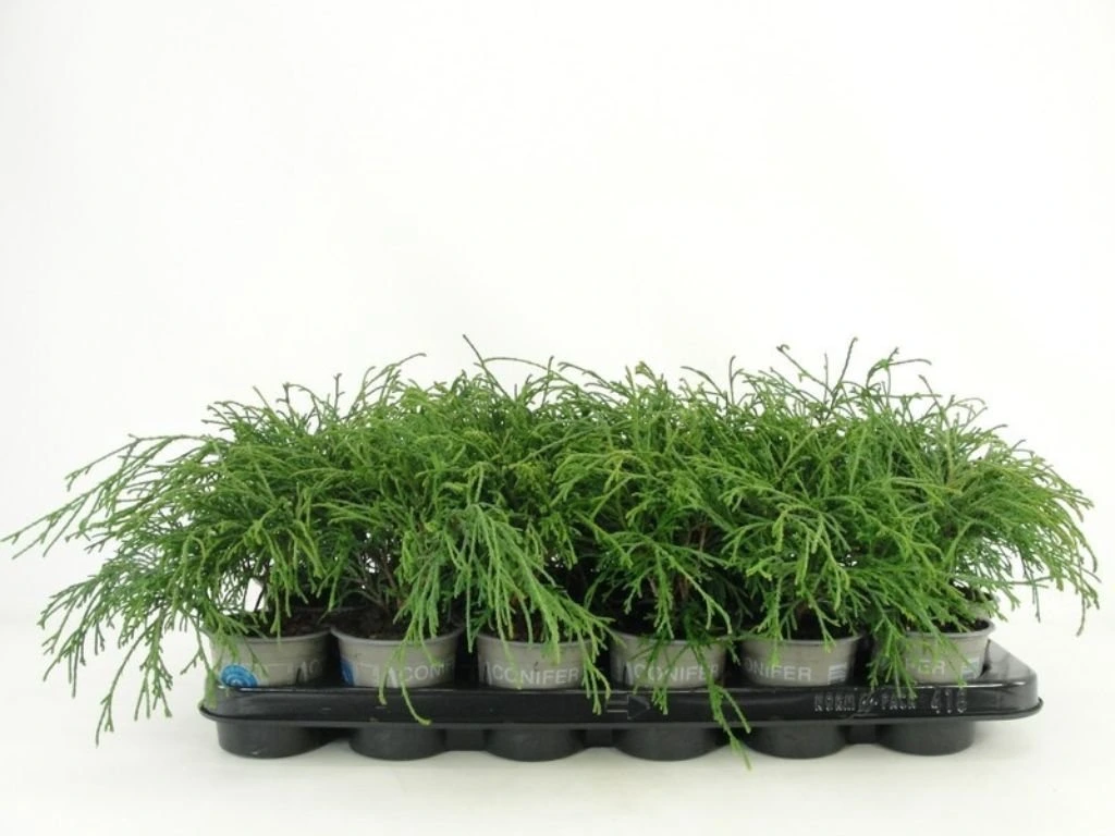 Cypřišek hrachonosný Filifera Aurea Nana, výška 20–30 cm, květináč 3 l