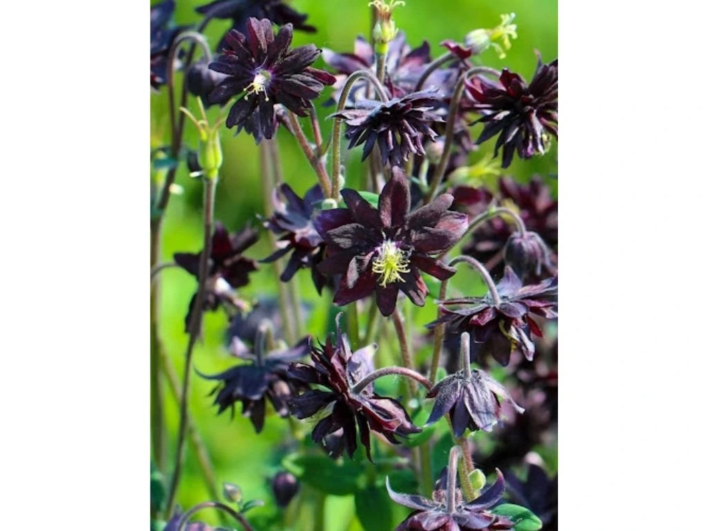 Orlíček obecný Black Barlow, květináč 11 cm