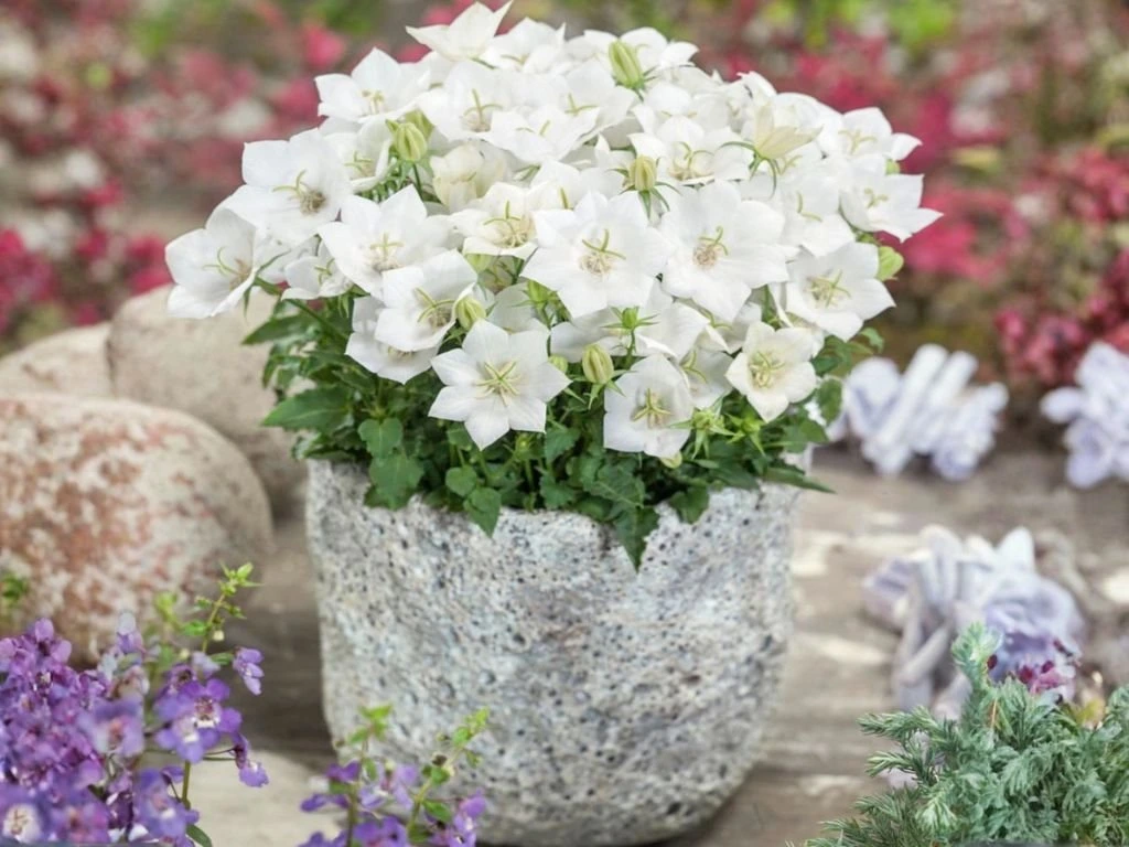 Zvonek karpatský Avida White, květináč 9 cm