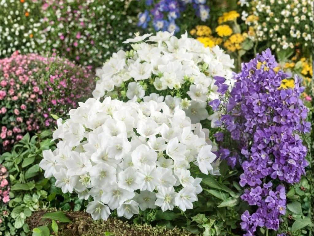 Zvonek karpatský Avida White, květináč 9 cm