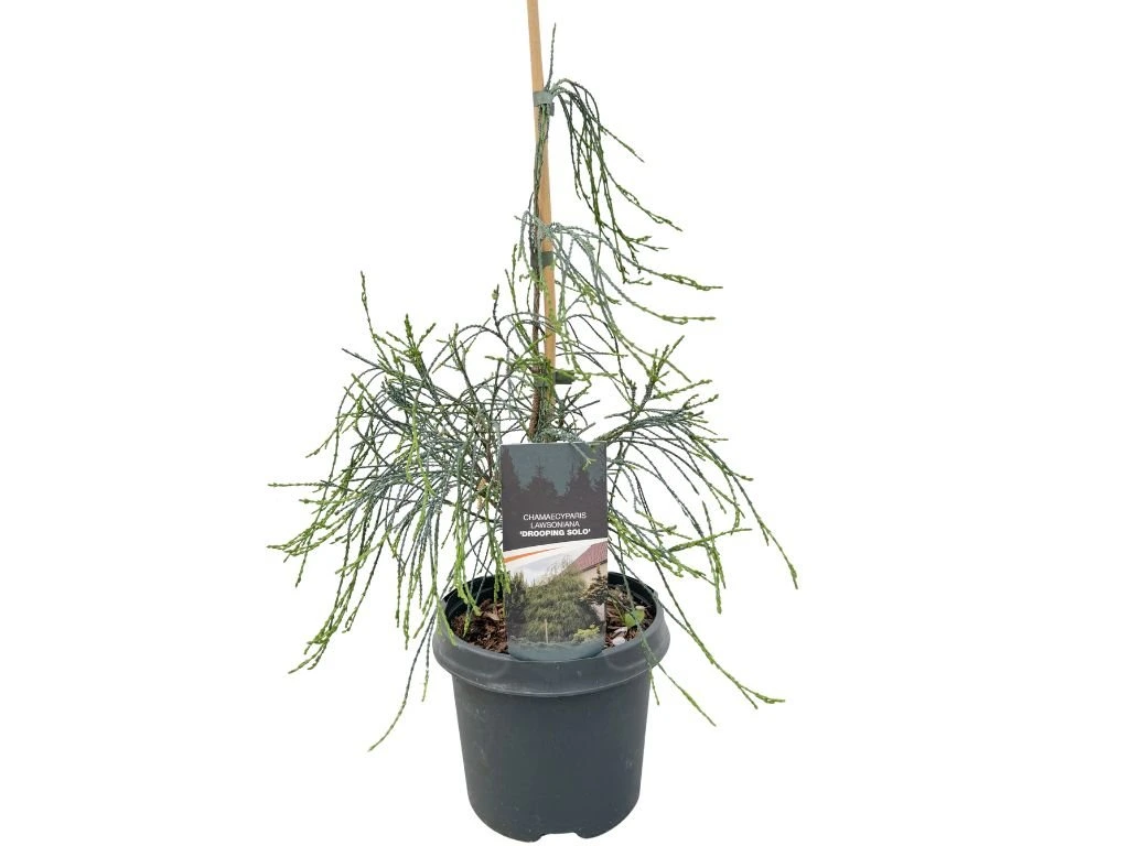 Cypřišek Lawsonův Drooping Solo, výška 40–50 cm, květináč 19 cm