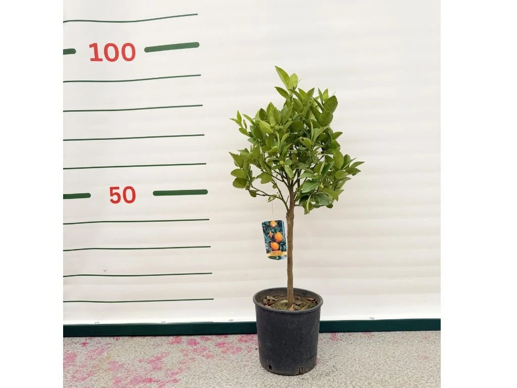 Mandarinka Citrus Nobilis na 25–30 cm kmínku, výška 60–70 cm, květináč 5 l
