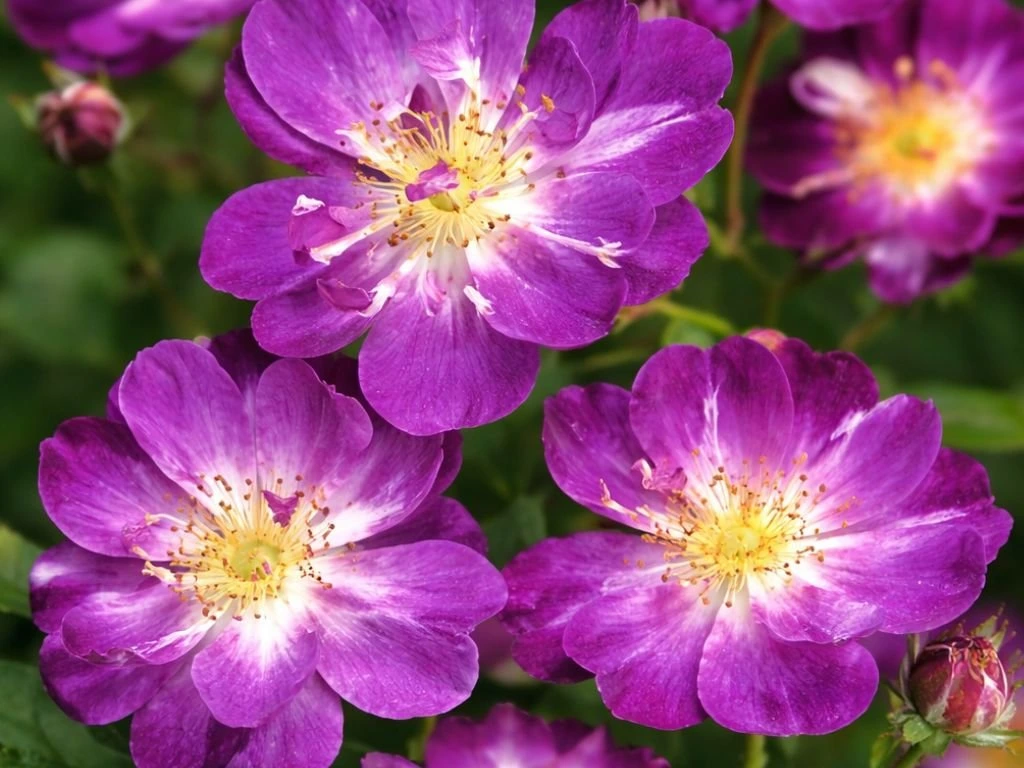 Růže popínavá Veilchenblau, výška 50–60 cm, květináč 17 cm