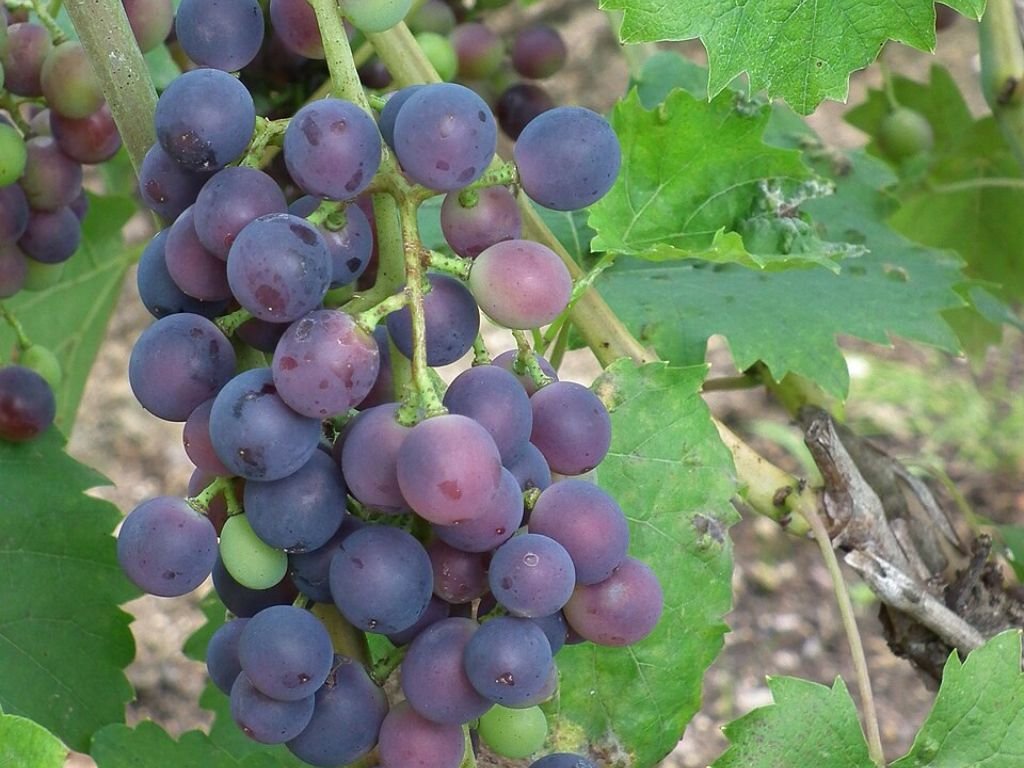Réva vinná stolní Muscat Bleu, vyvázaná, výška 150–175 cm, květináč 5 l