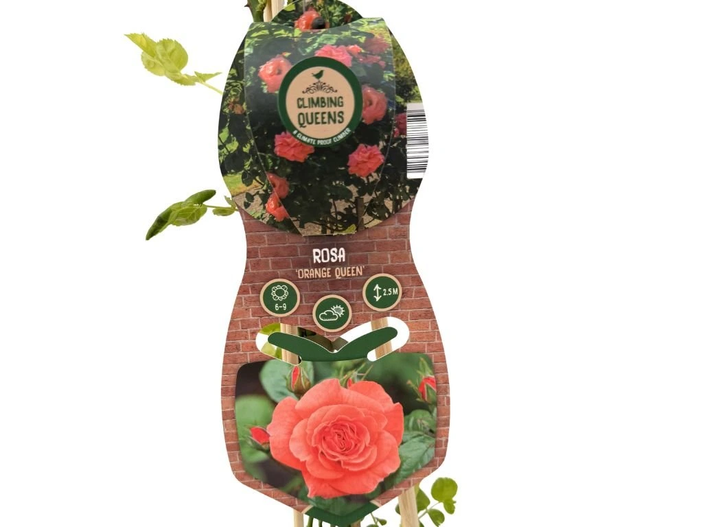 Růže popínavá Orange Queen, výška 50–60 cm, květináč 1,5 l