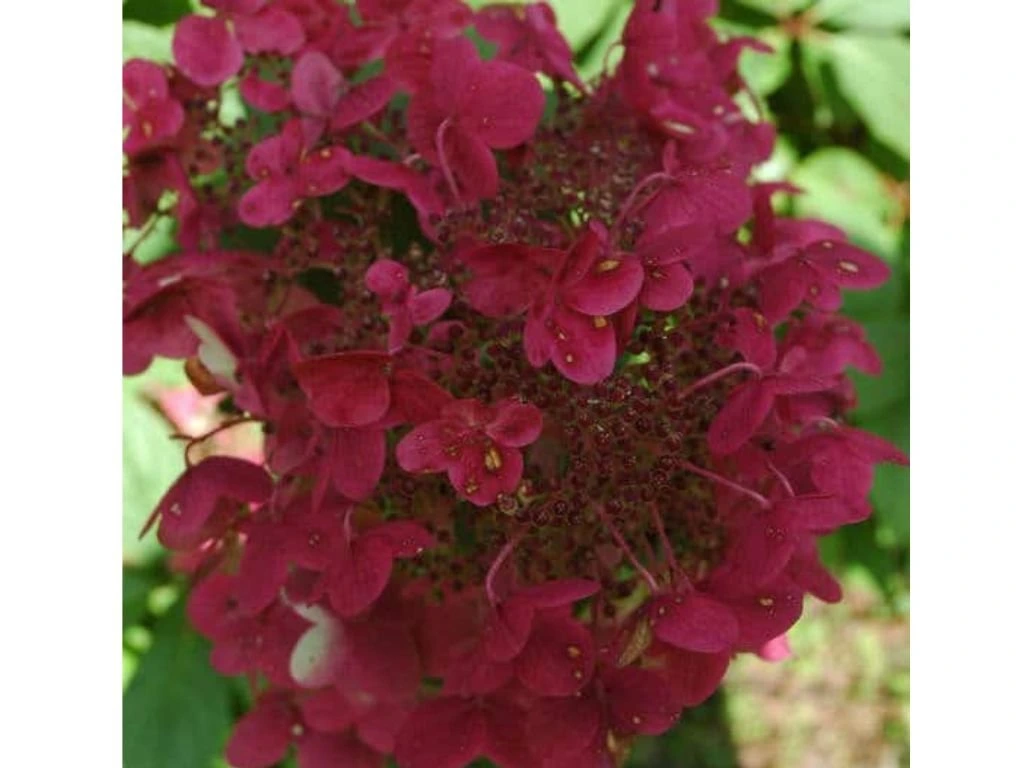 Hortenzie latnatá Wims Red na kmínku 60 cm, výška 80–110 cm, květináč 5 l