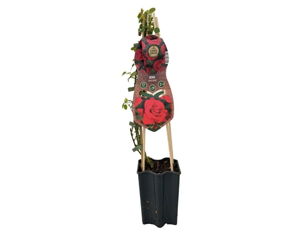 Růže popínavá Heidelberg, výška 50–60 cm, květináč 1,5 l