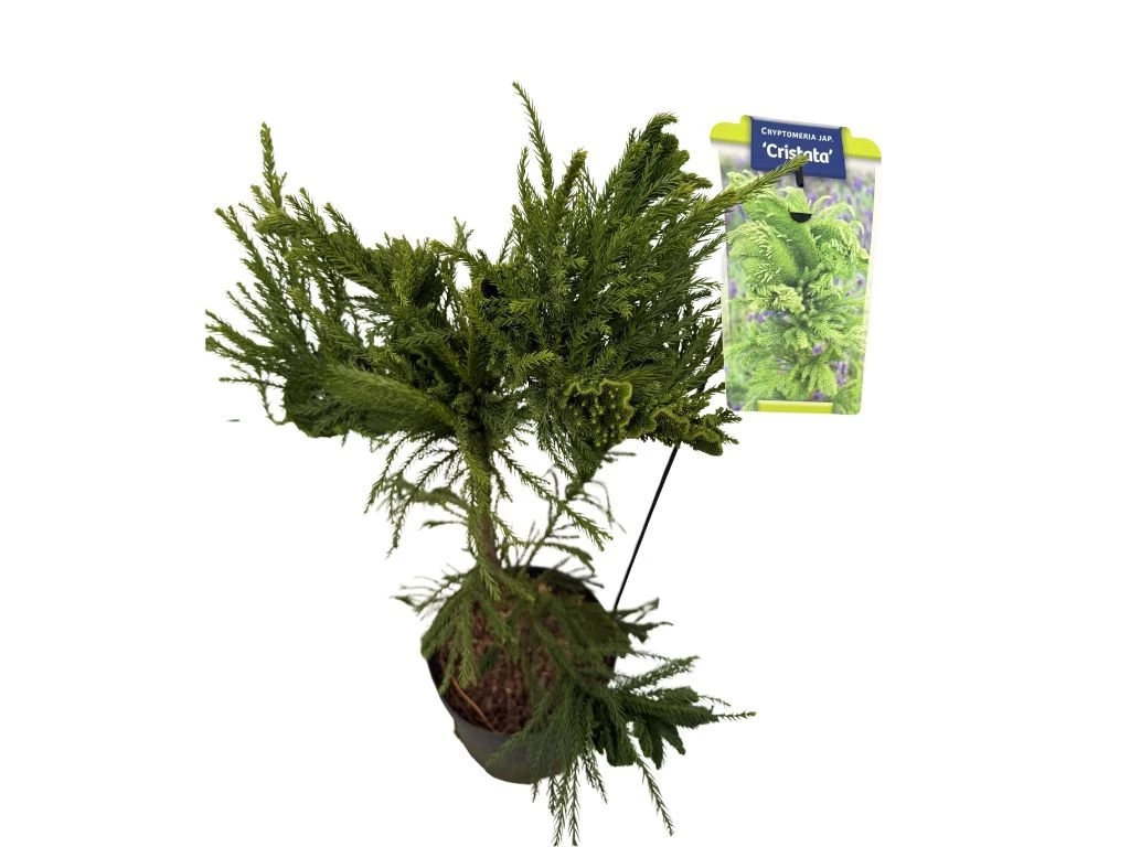 Kryptomerie japonská Cristata, výška 50–60 cm, květináč 23 cm