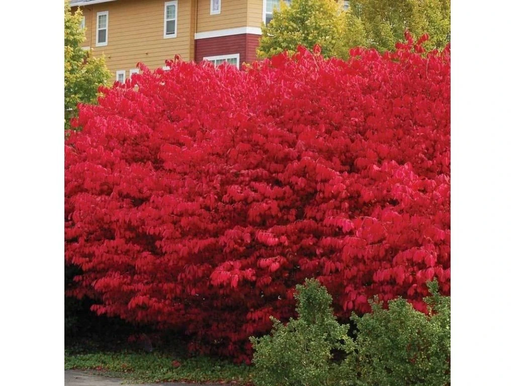 Brslen křídlatý Compactus, výška 30–50 cm, květináč 17 cm