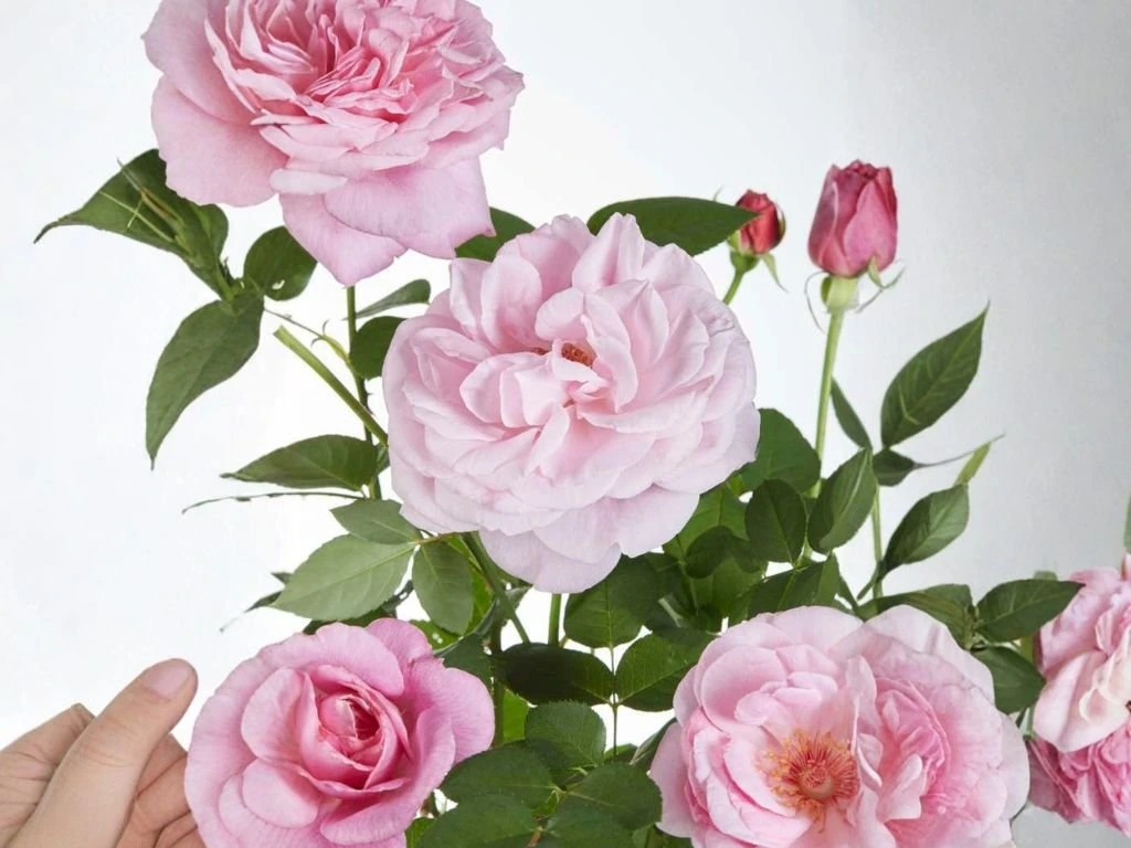 Růže popínavá Crazy in Love Pink, výška 50–60 cm, květináč 15 cm