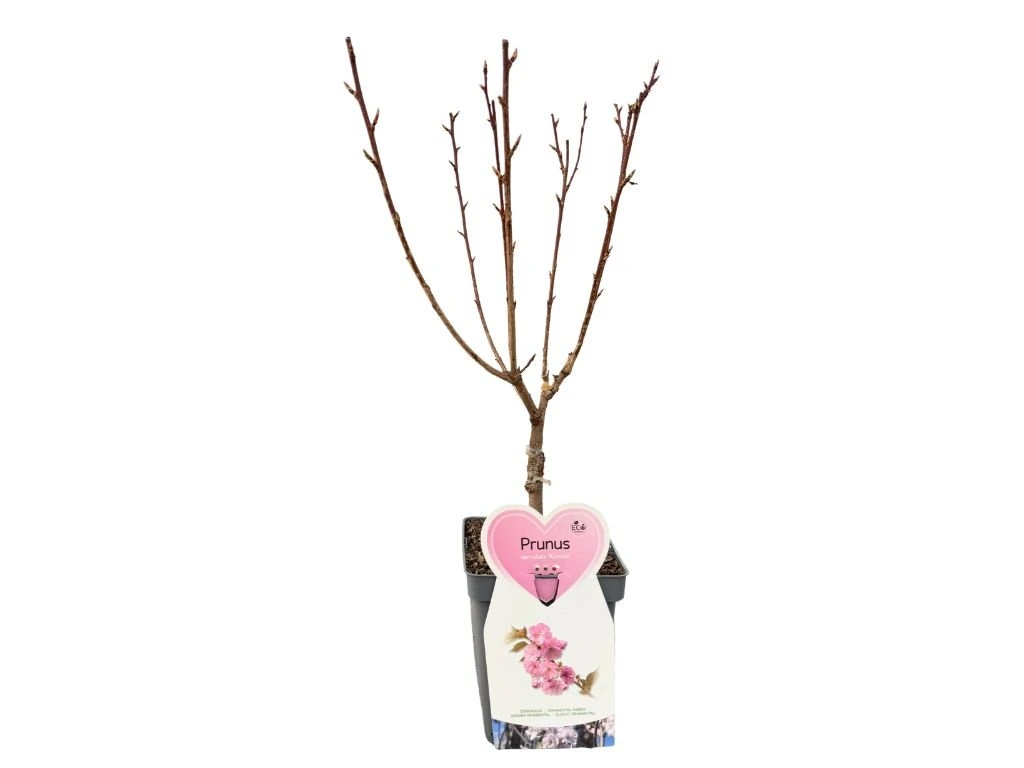 Okrasná třešeň Kanzan, výška 50–80 cm, květináč 23 cm