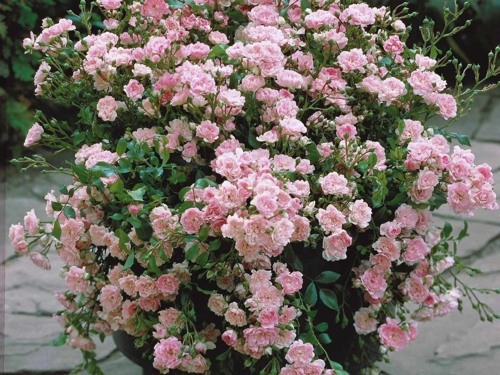 Růže půdopokryvná The Fairy, květináč 2 l