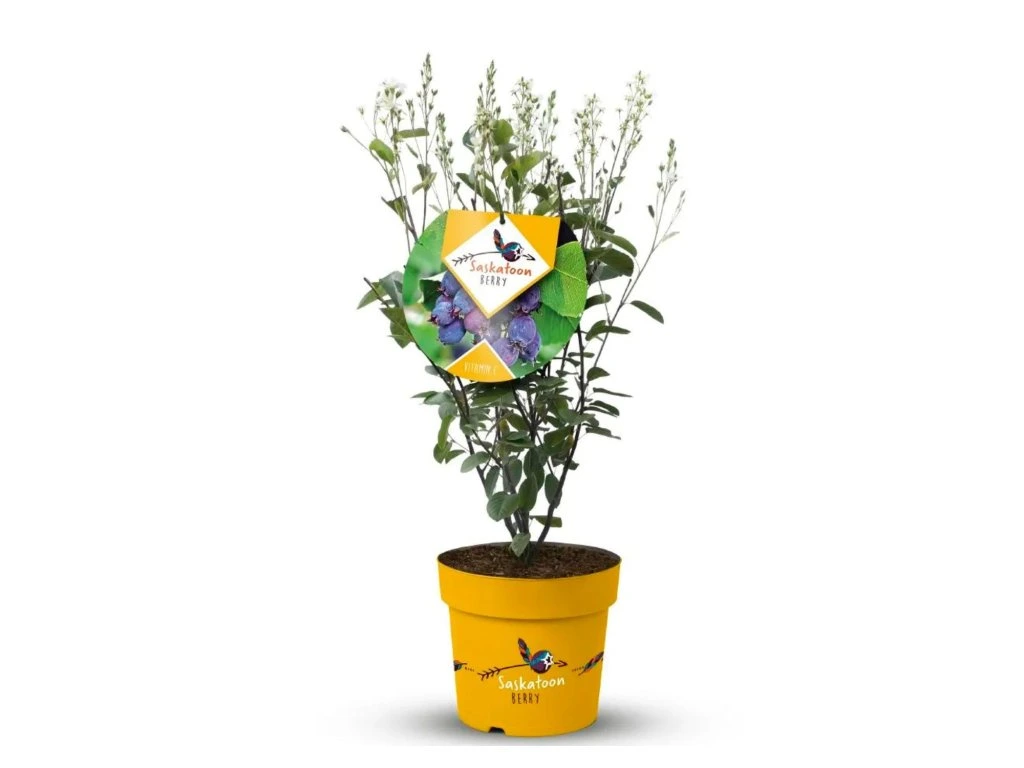 Muchovník olšolistý Saskatoon Berry, výška 20–40 cm, květináč 21 cm