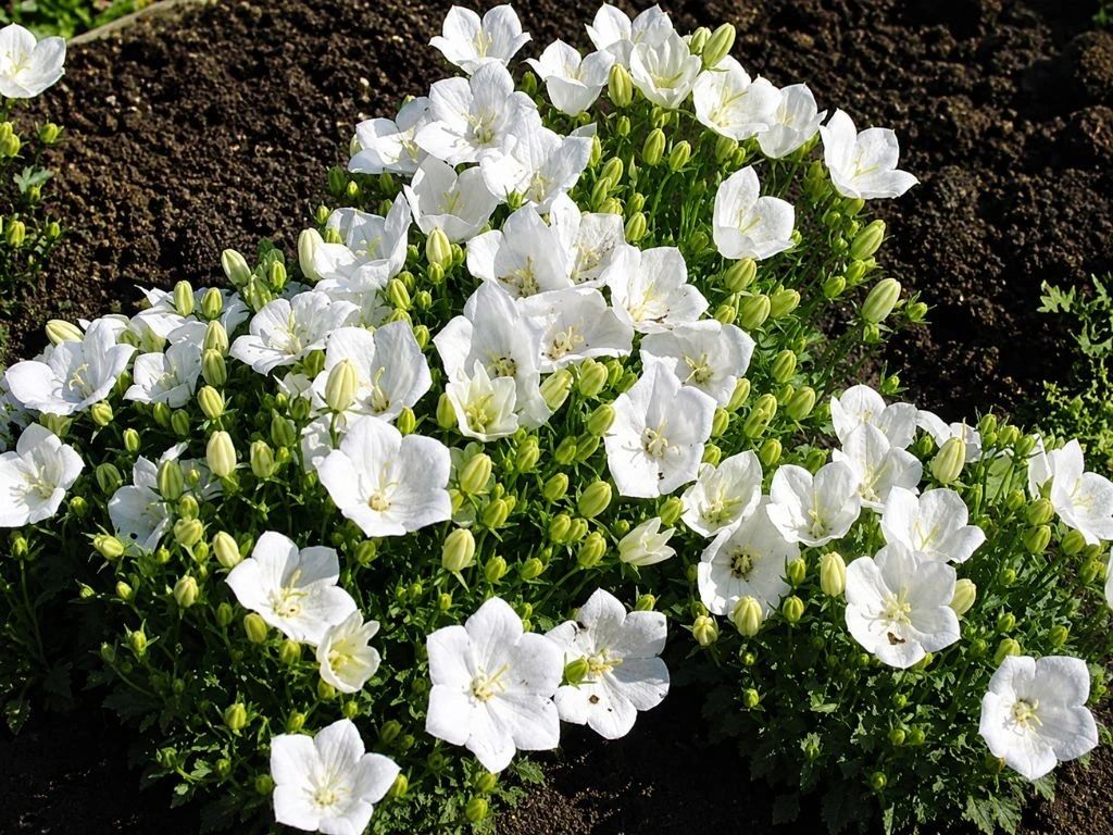 Zvonek karpatský Avida White, květináč 9 cm