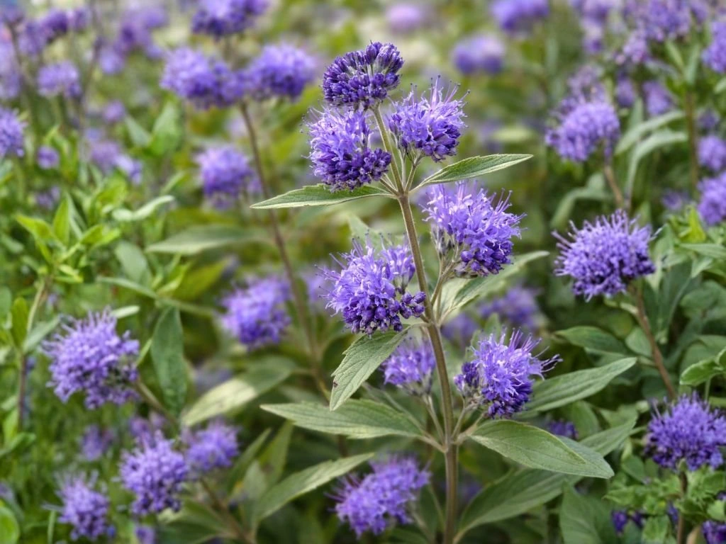 Ořechoplodec klandonský Kew Blue, výška 20–30 cm, květináč 15 cm