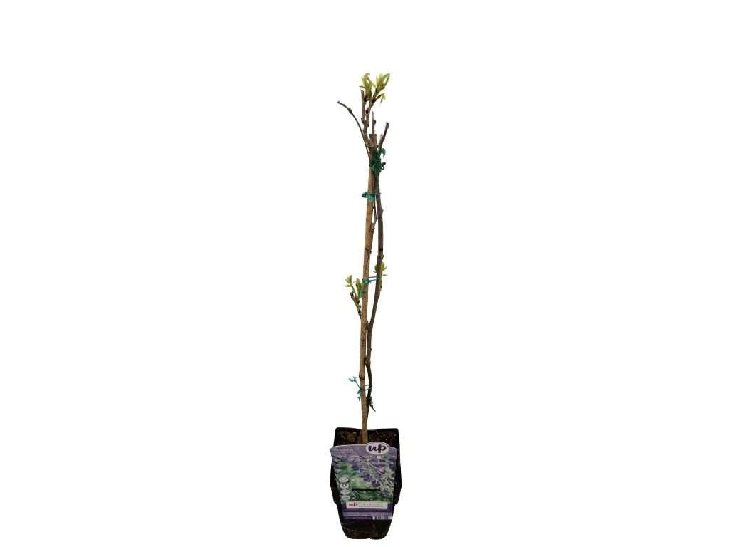 Vistárie čínská Prolific, výška 50–70 cm, květináč 15 cm