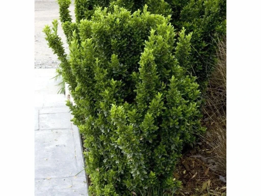 Brslen japonský Green Spire, výška 10–20 cm, květináč 9 cm
