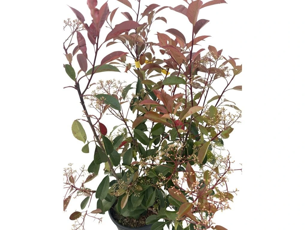 Blýskavka Fraserova Red Robin, výška 80–100 cm, květináč 9 l