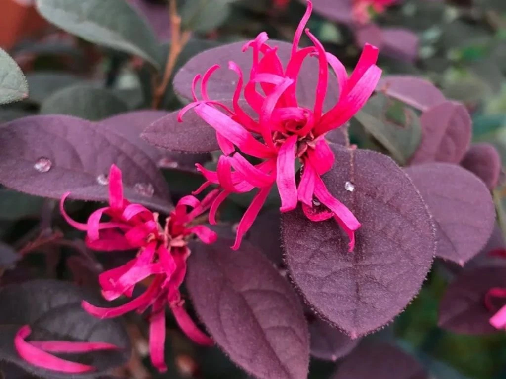 Loropetalum čínské Fire Dance, výška 60–80 cm, tvarovaný jehlan, květináč 10 l