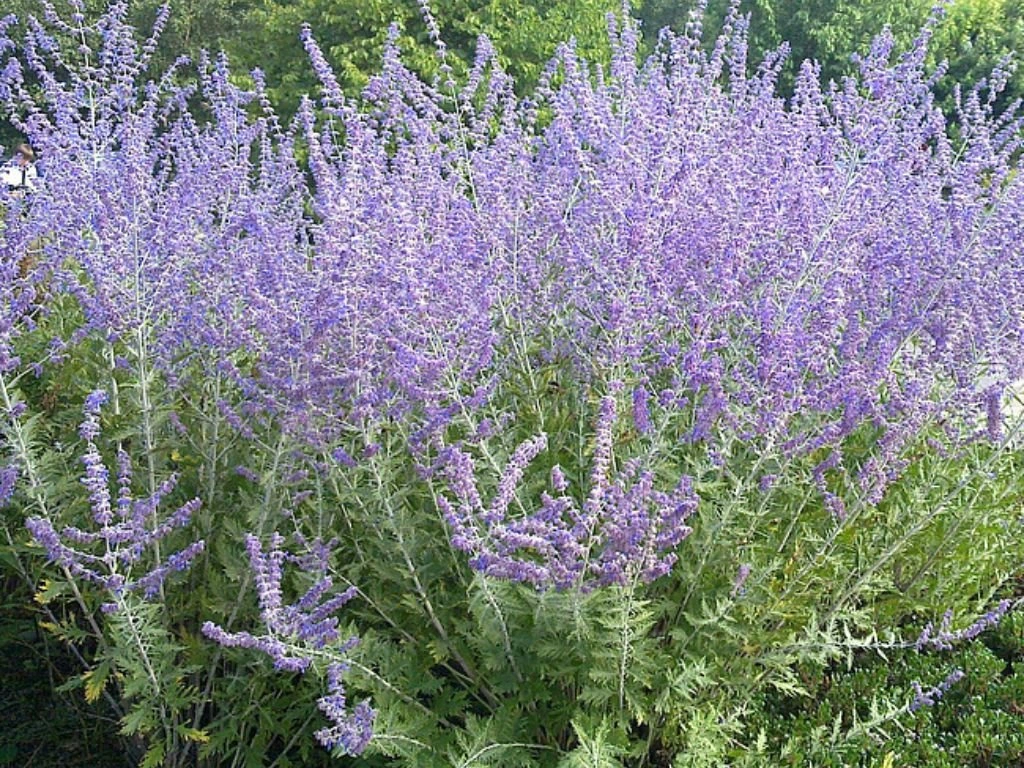Perovskie lebedolistá Blue Spire, květináč 9 cm