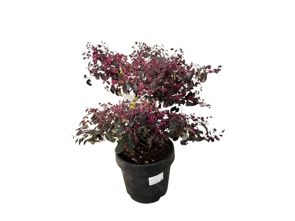 Loropetalum čínské Fire Dance, výška 30–50 cm, květináč 9 l