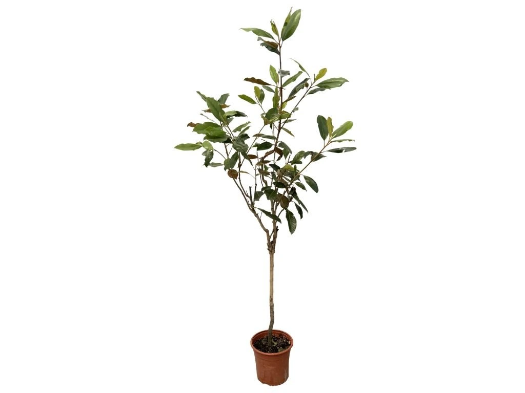 Magnólie velkokvětá Little Gem na 40–50 cm kmínku, výška 120–135 cm, květináč 7 l