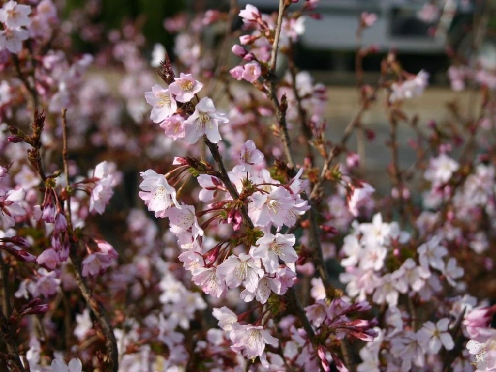 Okrasná slivoň Ruby, výška 50–80 cm, květináč 23 cm
