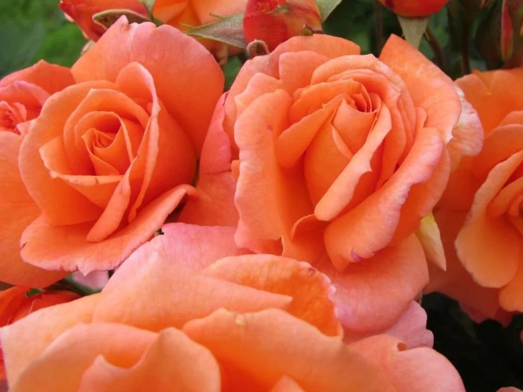 Růže popínavá Orange Queen, výška 50–60 cm, květináč 1,5 l