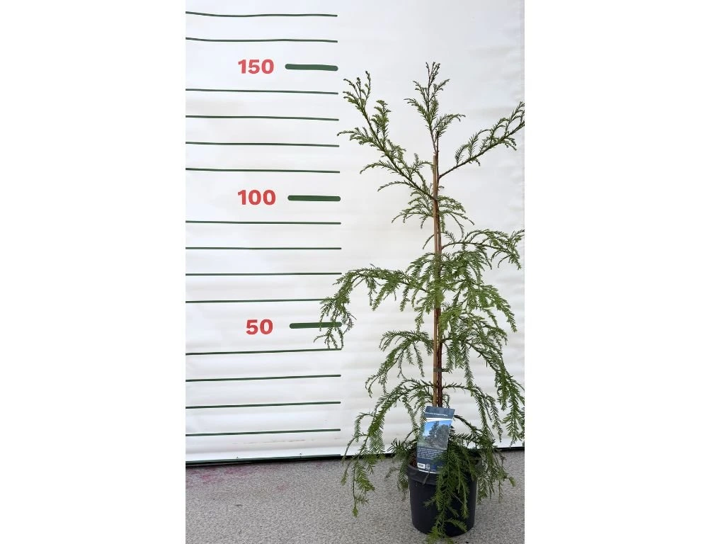 Sekvoj vždyzelený, výška 100–130 cm, květináč 5 l