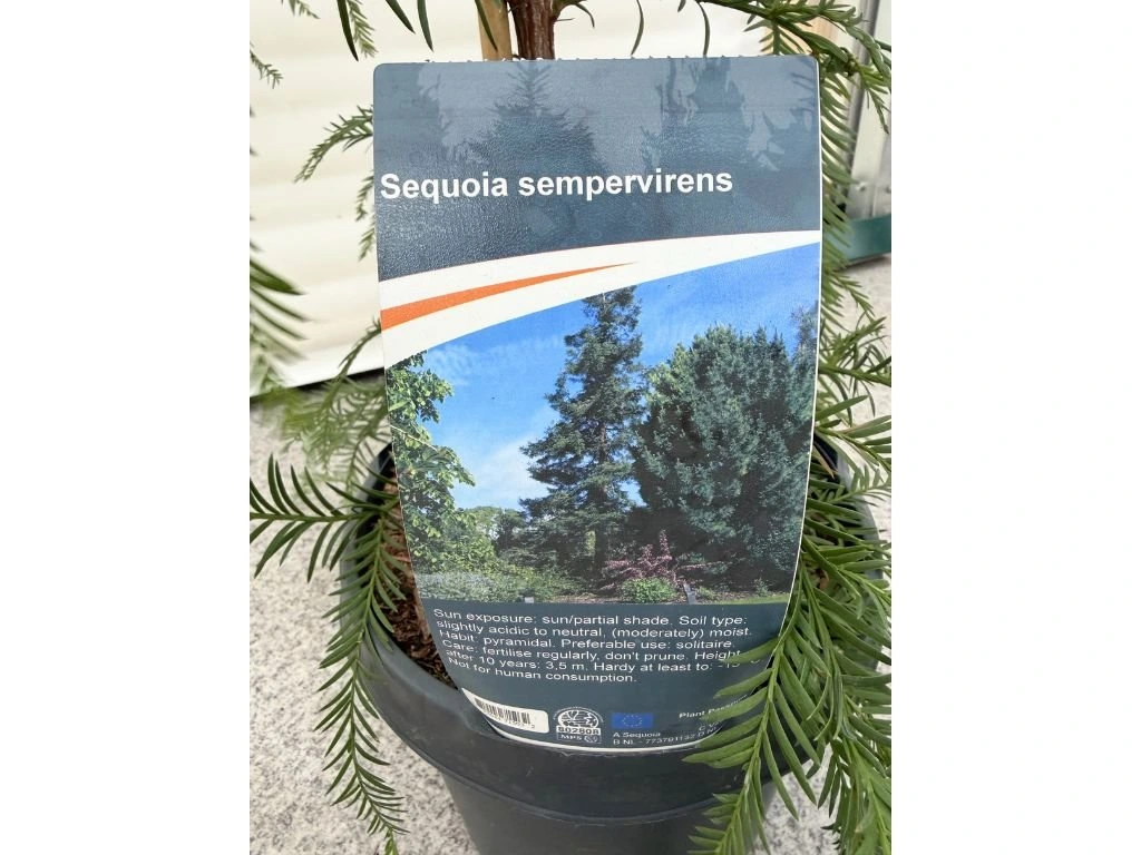 Sekvoj vždyzelený, výška 100–130 cm, květináč 5 l