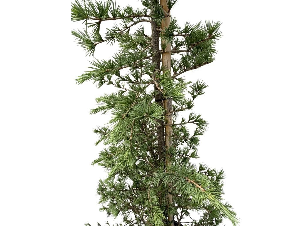 Cedr himálajský Bush Electra, výška 160–200 cm, květináč 25 l