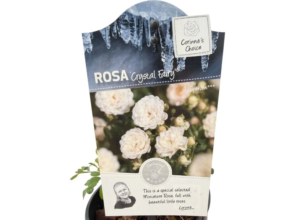Růže půdopokryvná Crystal Fairy, květináč 2 l