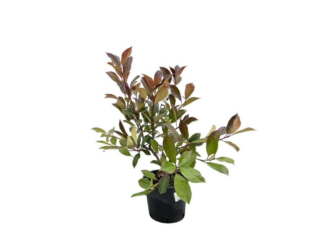 Blýskavka Fraserova Red Robin, výška 40–70 cm, květináč 3 l