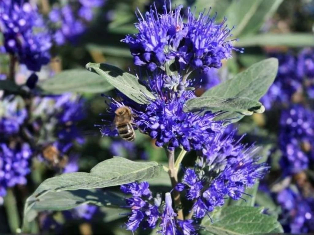 Ořechoplodec klandonský Kew Blue, výška 20–30 cm, květináč 15 cm