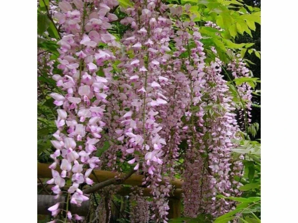 Vistárie květnatá Rosea, výška 50–70 cm, květináč 15 cm