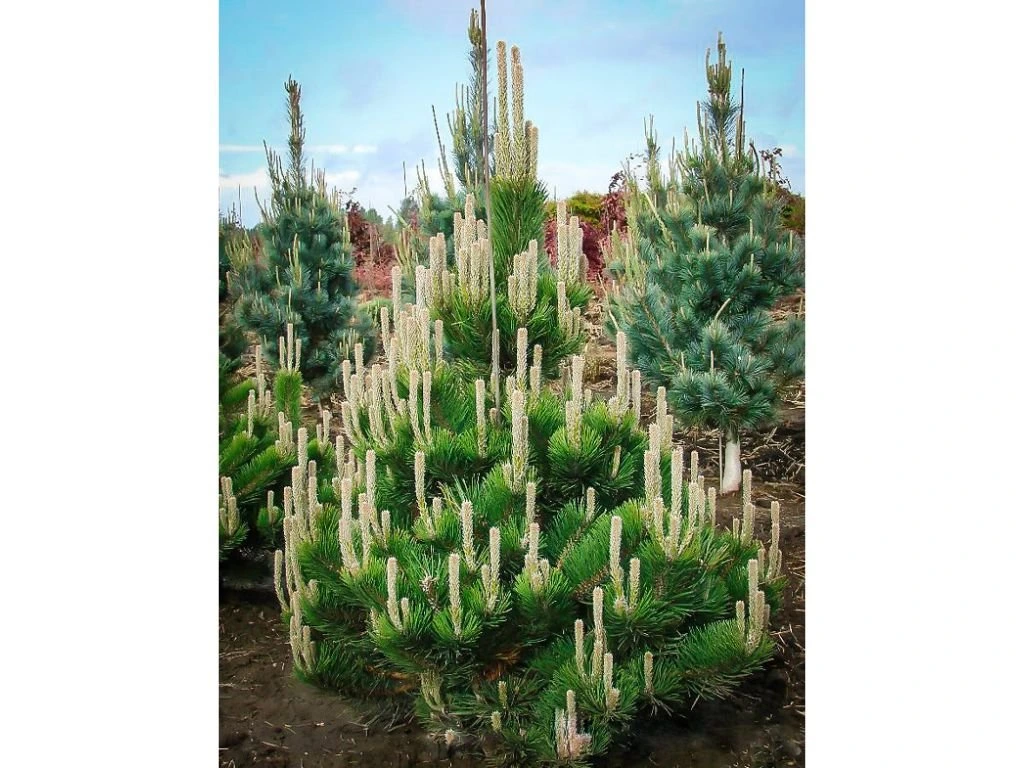 Borovice černá Oregon Green, výška 60–80 cm, květináč 12 l