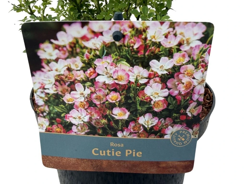 Minirůže Cutie Pie, výška 20–30 cm, květináč 17 cm