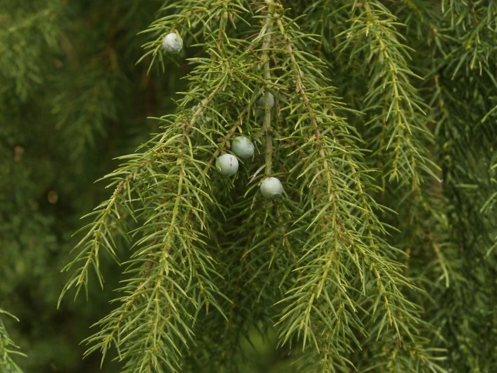Jalovec obecný Oblonga Pendula na kmínku, výška 50–60 cm, květináč 5 l